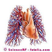 Heart and lobe of the lung, graphic
